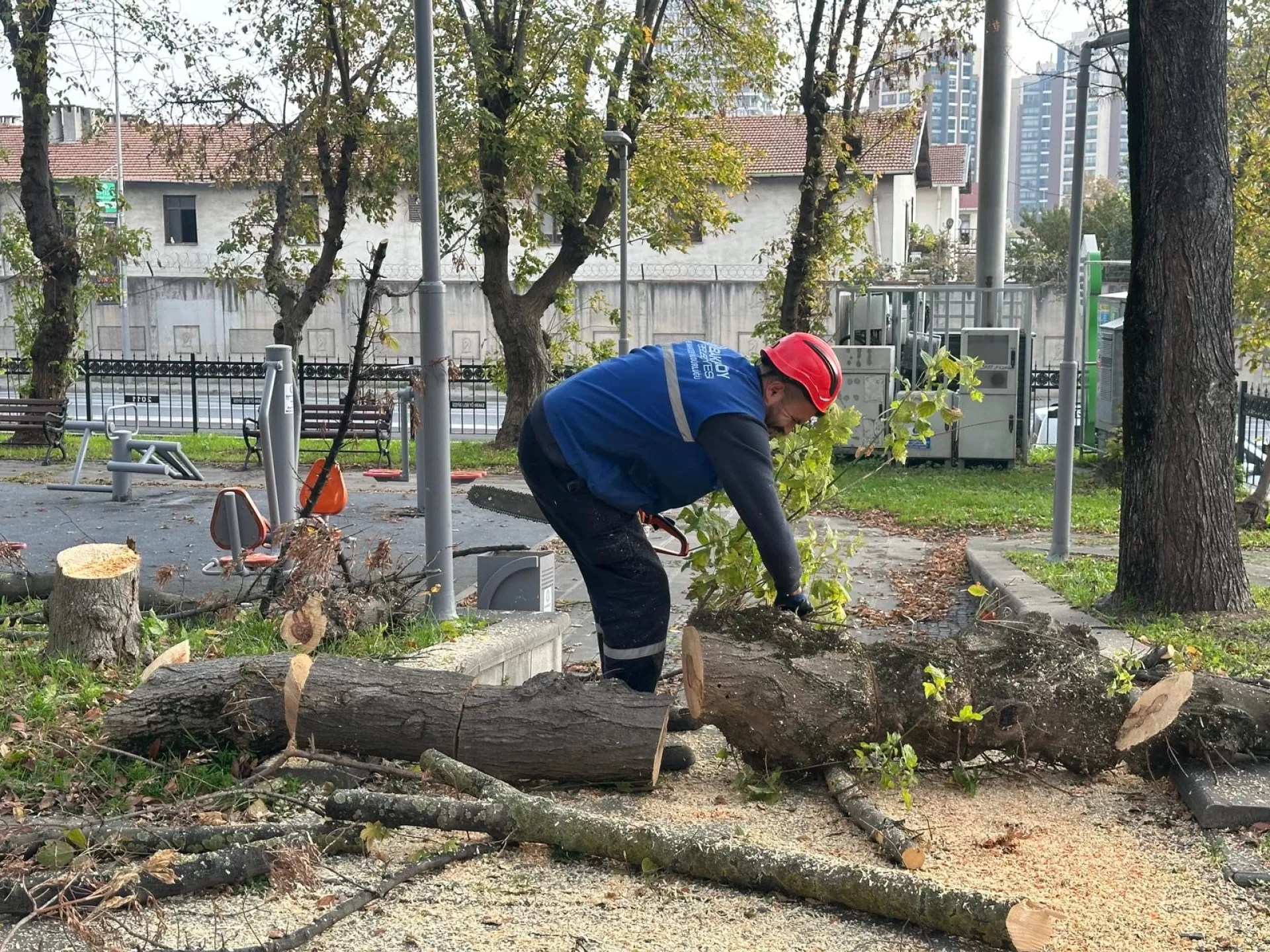 BAKIRKÖY BELEDİYESİ'NDEN TEKE BÖCEĞİNE KARŞI ETKİN MÜCADELE