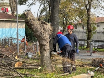 BAKIRKÖY BELEDİYESİ'NDEN TEKE BÖCEĞİNE KARŞI ETKİN MÜCADELE